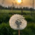 Fluistering in de wind