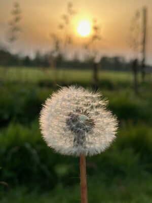 Fluistering in de wind